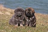 DOGUE DU TIBET 185